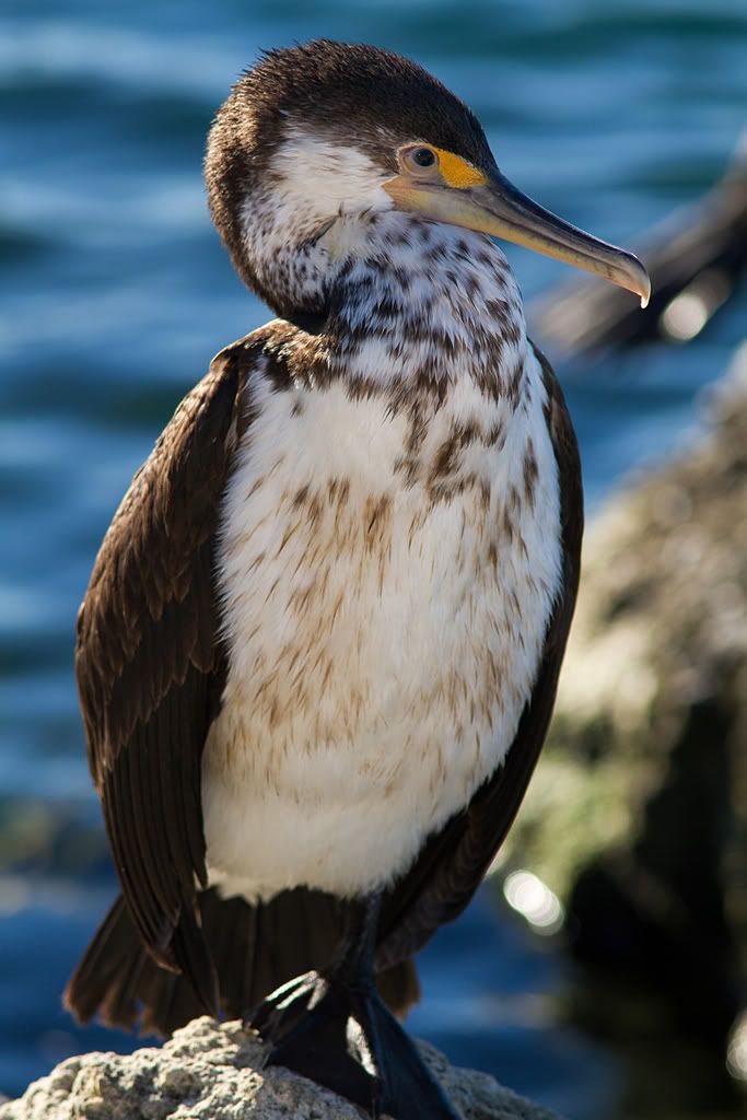 IMAGE: http://i81.photobucket.com/albums/j226/lannes2007/IMG_4603.jpg