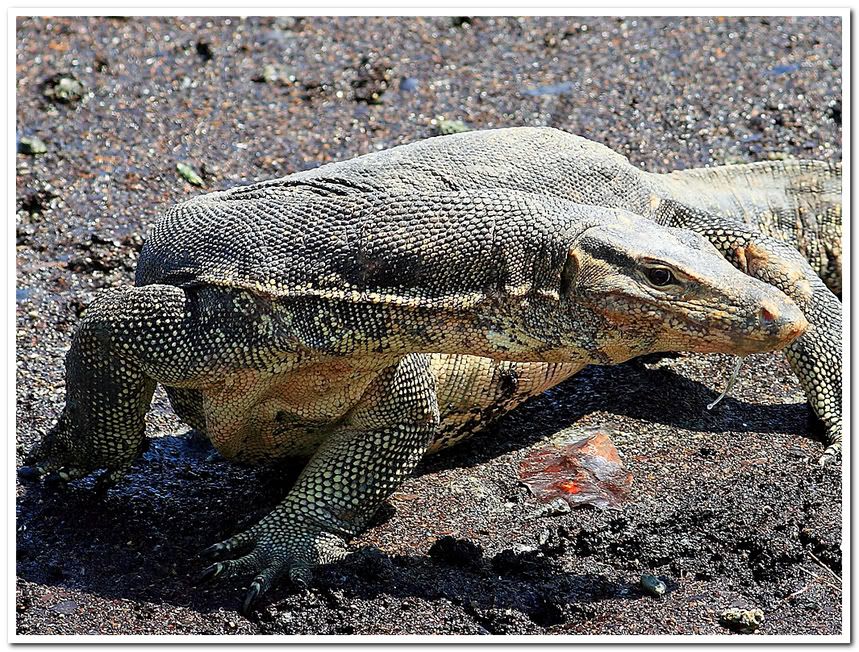 IMAGE: http://i81.photobucket.com/albums/j226/lannes2007/_MG_1128cropped.jpg