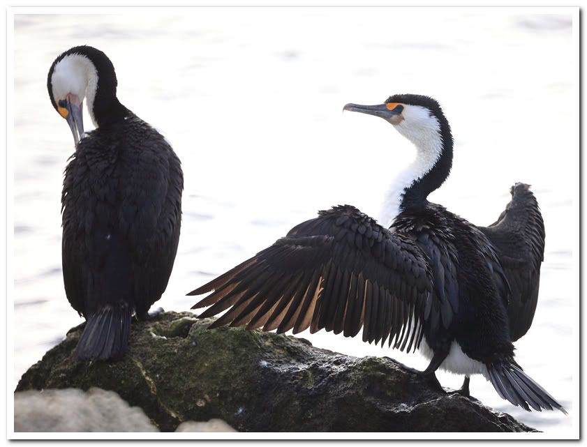 IMAGE: http://i81.photobucket.com/albums/j226/lannes2007/_MG_3314.jpg