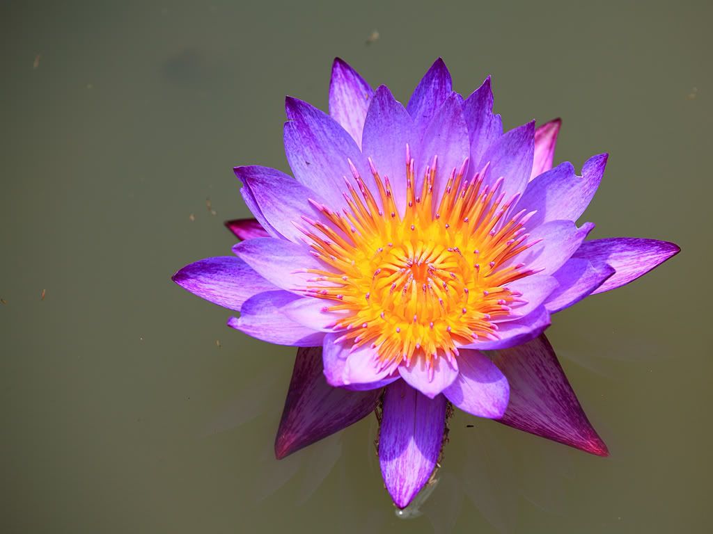 IMAGE: http://i81.photobucket.com/albums/j226/lannes2007/_MG_9149.jpg