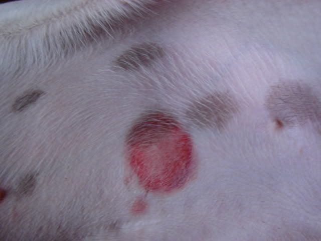 Bug Bites On Dogs Pictures315.jpg
