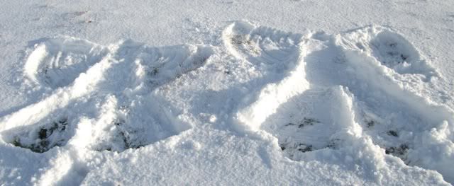 snowangels.jpg
