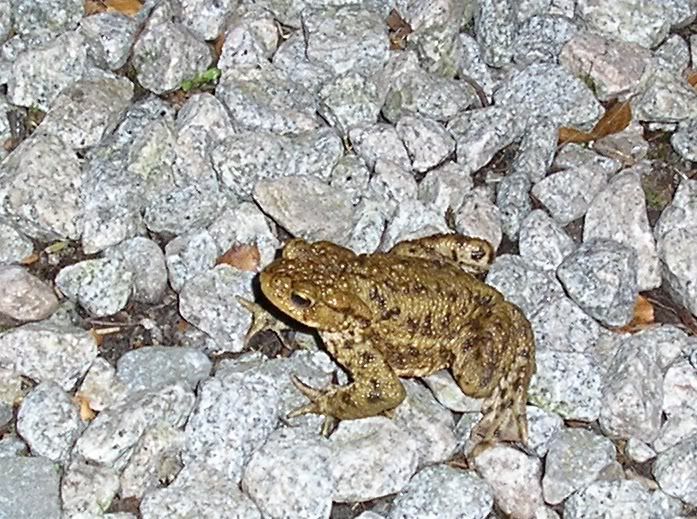 toad1.jpg