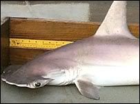 Shark.jpg