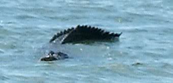 surfgator.jpg