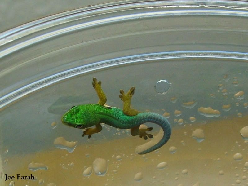 Babyquadriocellata002.jpg