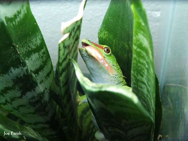 neonTank008.jpg