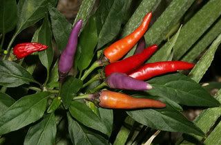 Can You Eat An Ornamental Pepper - Can you eat Ornamental Peppers?