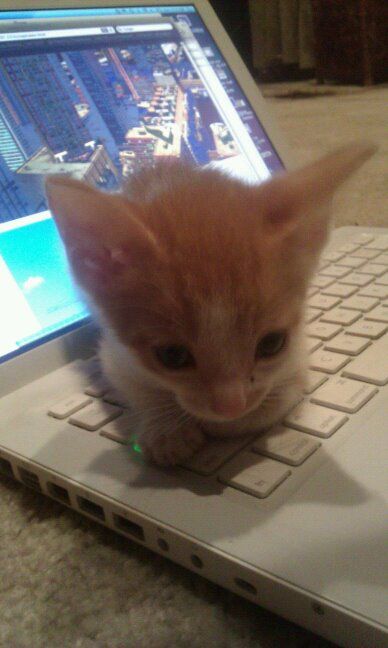 kitten.jpg