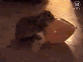 Bunnyballoon.gif
