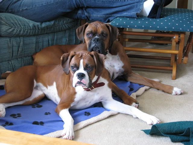 Boxer Natural Ears