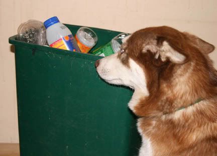 trash_dog