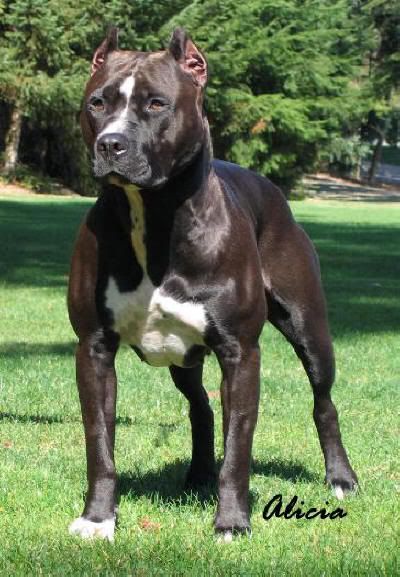 Intro To Unleashed Kennels And Friends Pit Bull Chat Forum