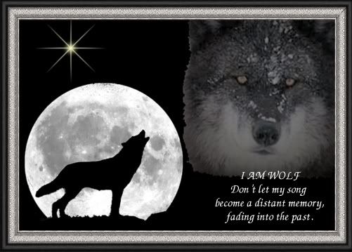 wolf wolf