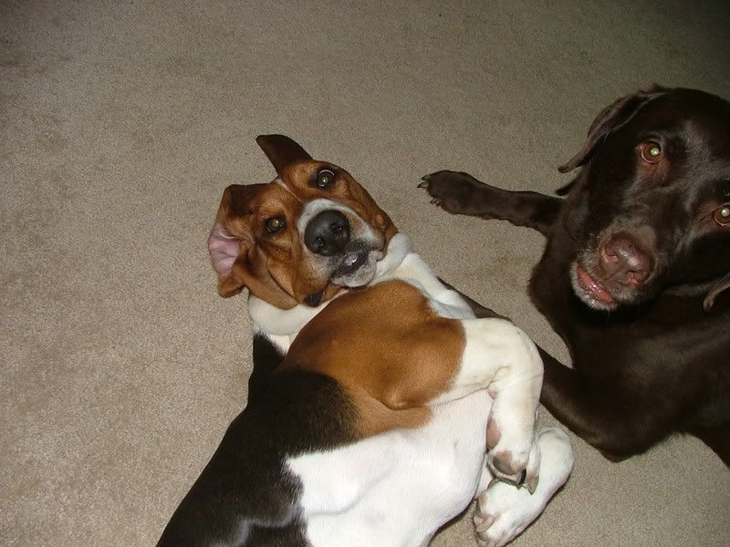 By far the best way to clean a basset's ears Basset Hounds Basset