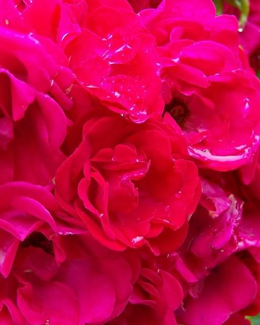 raindrops on roses...