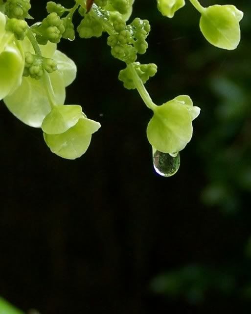 raindrop on a seven bark bloom