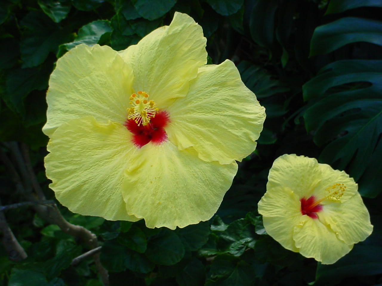 hawaiian flowers Pictures, Images and Photos