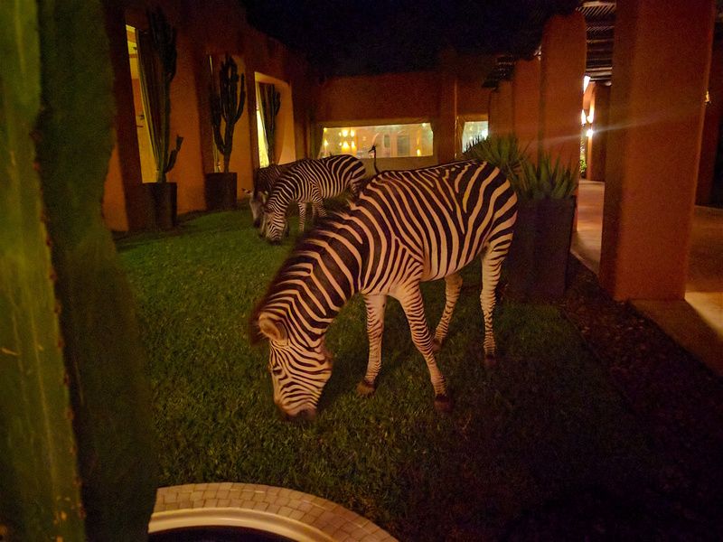 Фотографии животного мира