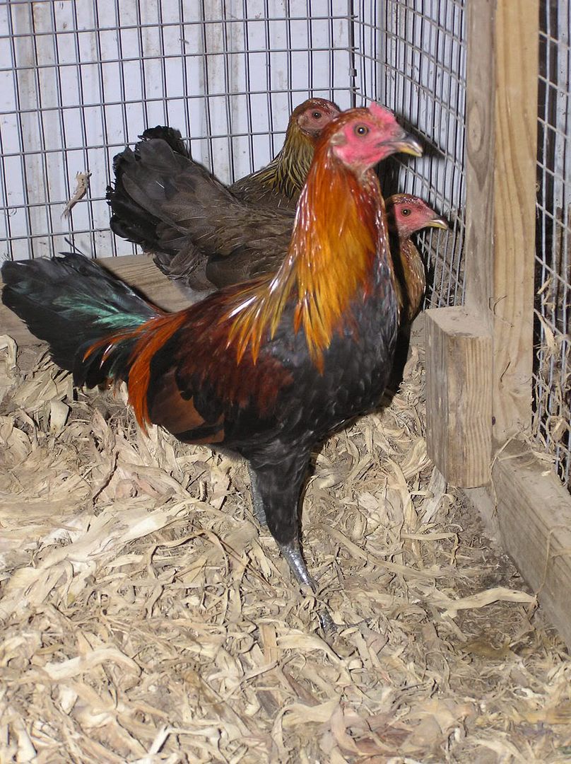 Grady-Fields-Fowl Grady Fields Fowl http://wikiworldbook.com/global-address-book/Grady ...