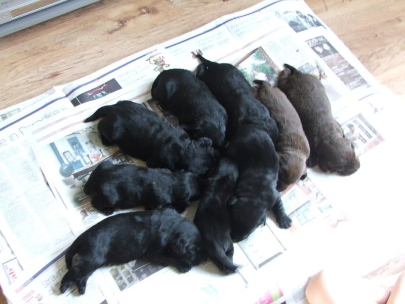 pups2weeks002.jpg