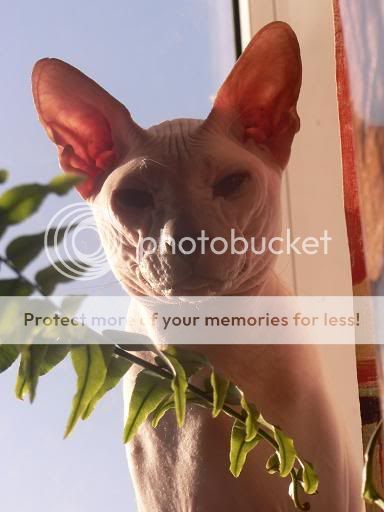 Photo Sharing and Video Hosting at Photobucket