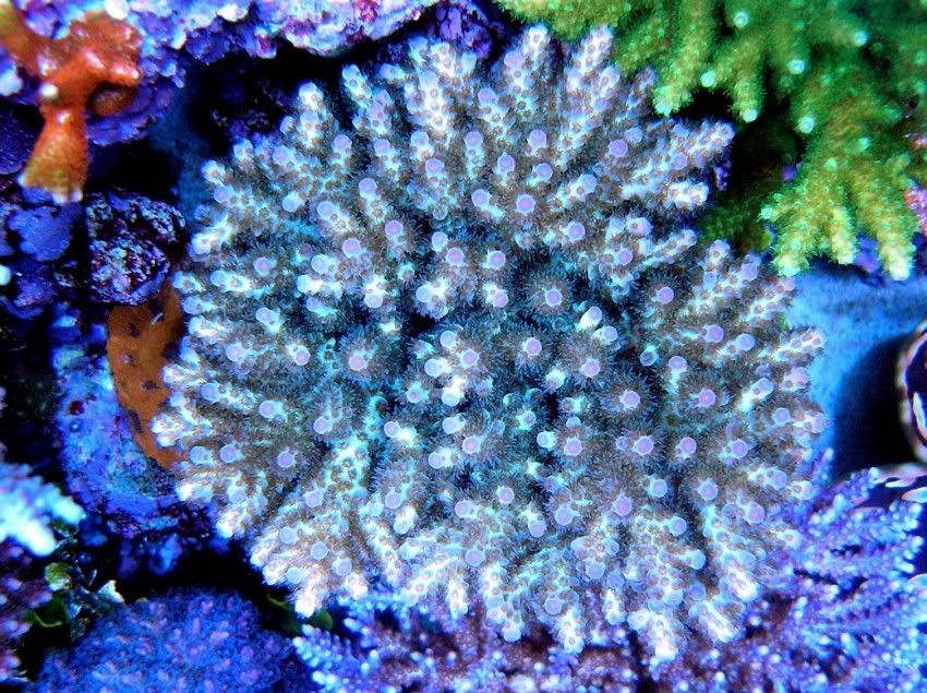A. sarmentosa pics please. - Reef Central Online Community