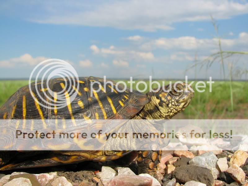 For me, turtles are the hardest - Field Herp Forum