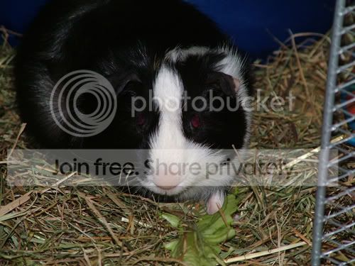 albie-1.jpg