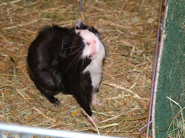 albie1710.jpg