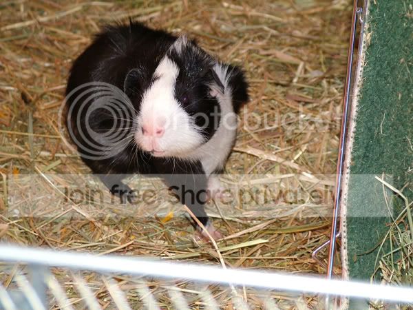 albie31710.jpg