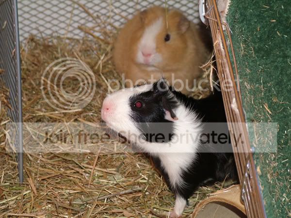 albieanddougal1710.jpg