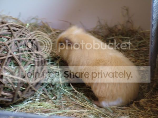 dougal-1.jpg