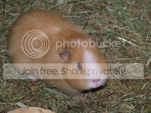 dougal-2.jpg