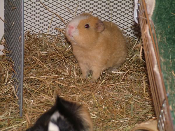 dougal1710.jpg