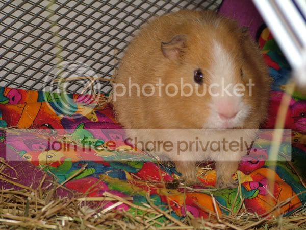 dougal21710.jpg