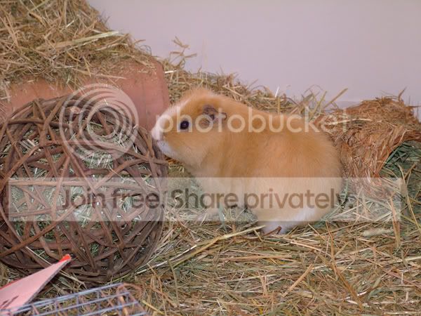 dougal31710.jpg