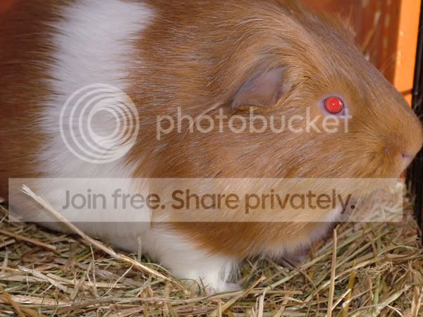 gizmo21710.jpg