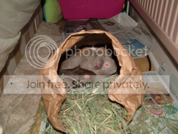 paperbag.jpg