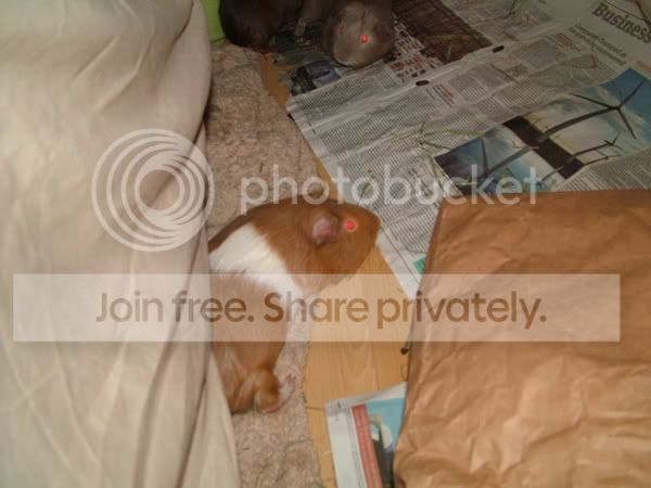 sleepygiz.jpg